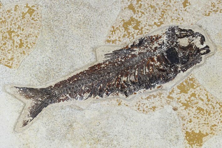 Fossil Fish (Knightia) - Green River Formation #113966